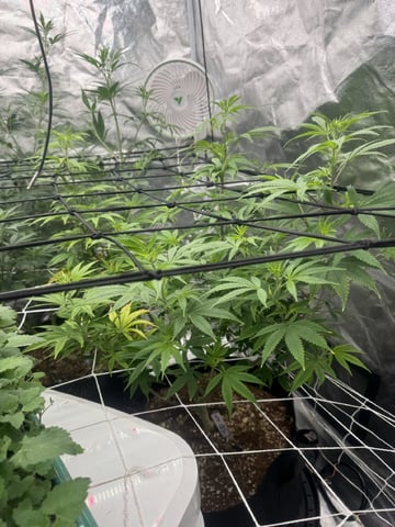 first indoor — flower, day 77