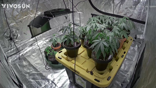 outdoor start/indoor 2025 — vegetative, day 40