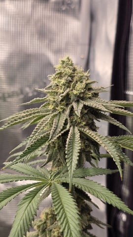  1 Blue Zushi x Venom & 1 Jack Here x Strawberry Cookies OG — flower, day 93