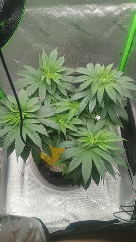 Critical Purple Kush — flower, day 82