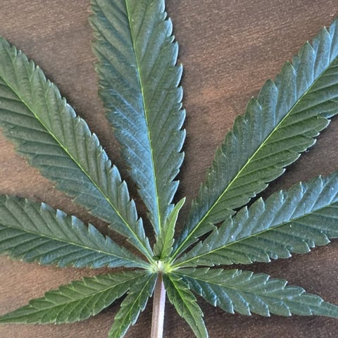 1st indoor grow 8 smaller plan t s — flower, day 55