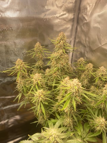 Auto Run #1 2025-2026 — flower, day 89