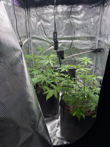  Trying to go big — flower, day 75