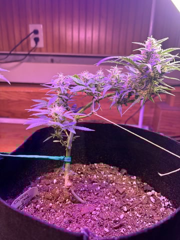 Northern Lights & Quick One  — flower, day 26