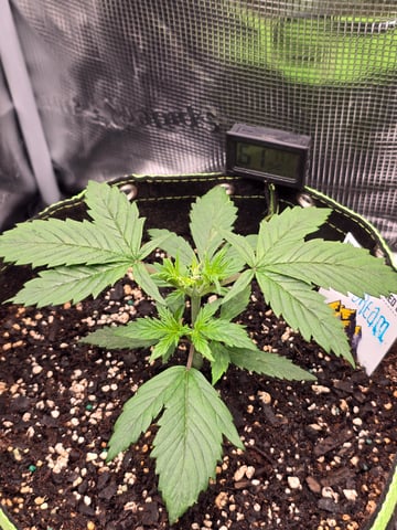 blue dream auto — vegetative, day 21