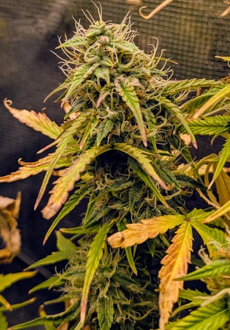 first grow — flower, day 60