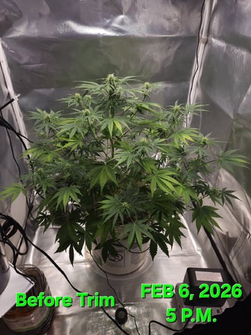 Dos Si Dos. Indica — flower, day 43
