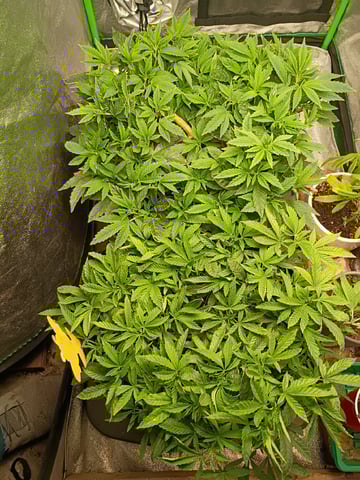 Purple Plum Perfect 💜 & 2 Grape Runtz 🍇 Mainlining garden.  — vegetative, day 153