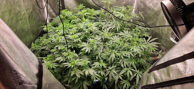 Indigo Saphirex2 And Slush Mint Cake X2 — flower, day 71