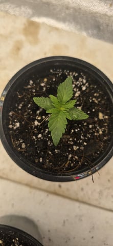 SGC & GWS — vegetative, day 14