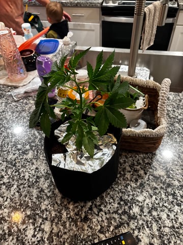 cherry cheese cake, first class funk, and the baby’s a Acapulco gold  — flower, day 6