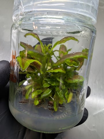 Plant in a test tube — seedling_rooting, day 3