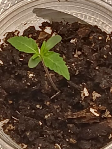 first grow  — seedling_rooting, day 1