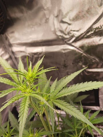 black gorilla feminized  — vegetative, day 12