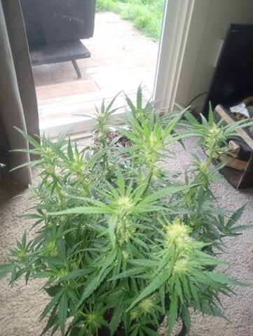 auto mixed pack indoor attempt #1 — flower, day 56