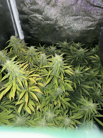 Cookies Haze