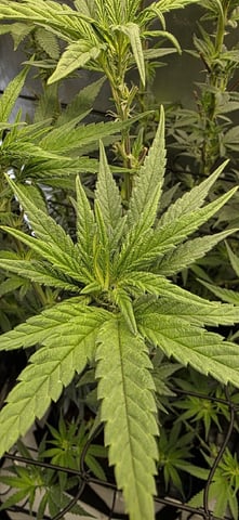 Ace Killer OG — flower, day 51