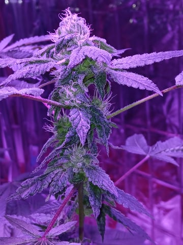 triangle kush  — flower, day 81
