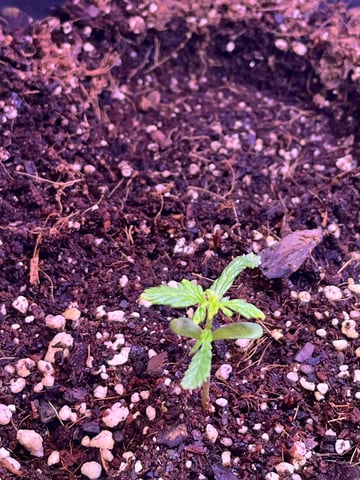 Lavender and Anesthesia Auto — seedling_rooting, day 20