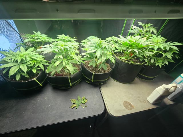 2nd Autoflower Indoor Grow — vegetative, day 28