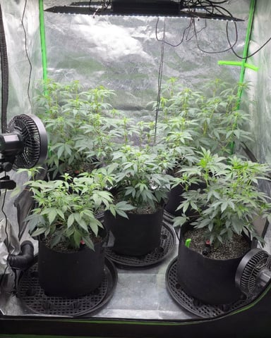 SGC And GWS Clones — flower, day 9