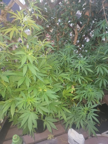 Ghetto Growing — flower, day 64
