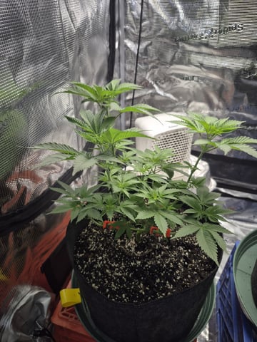 Grow 1 2026 Dream Widow — vegetative, day 51