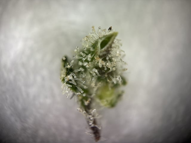 Round 1.5 — flower, day 107