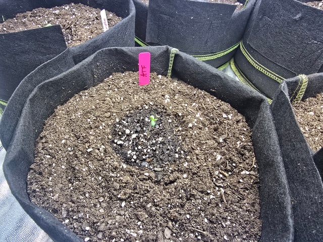 3rd Auto Grow — germination, day 22