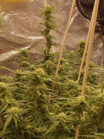   and one L.a kush cake . — flower, day 98