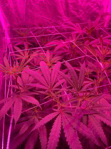 hydro — grow_setup, day 1