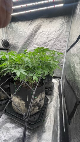 1st Ever Grow (GodFather OG) (Coco) — flower, day 83