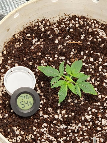 Dos Si Dos. Indica — seedling_rooting, day 8