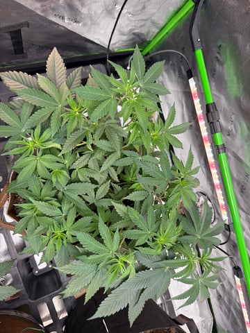 First Grow – Learning Every Day — vegetative, day 27
