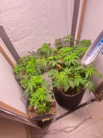 Yeti's Perpetual — vegetative, day 43