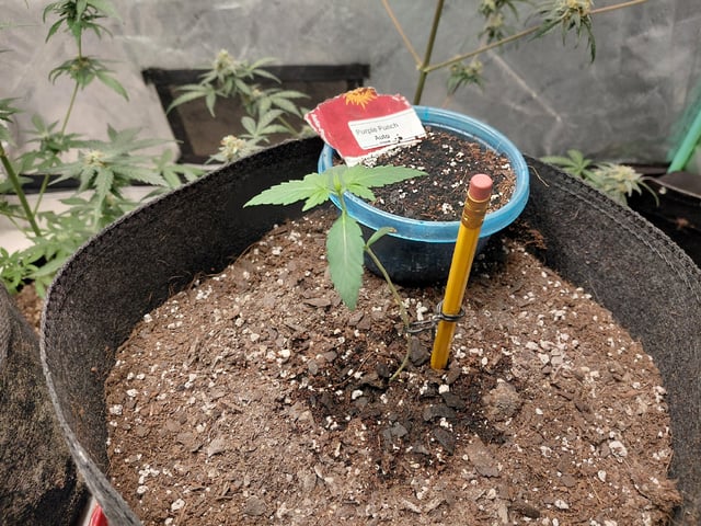 Growing  A New One — vegetative, day 7