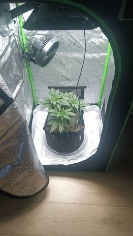 Critical Purple Kush — vegetative, day 54