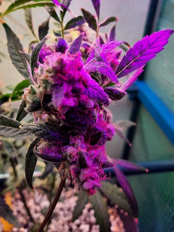 Blackberry kush — flower, day 131