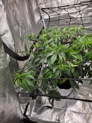 Lhotse 1 and 2 — vegetative, day 1