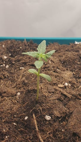 Plant 10A — seedling_rooting, day 2