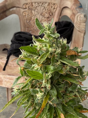 Devotchka x Nepali Cross (DevoNep)  — flower, day 1