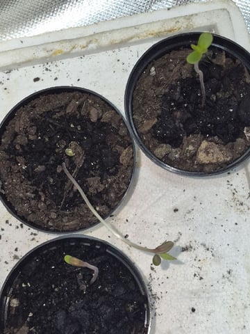 Grow UPS(3 regularly Seeds)