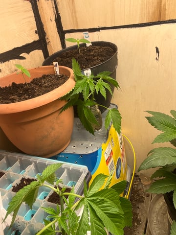 Ak-47 (Fast Verison) and pine Auto  — vegetative, day 40