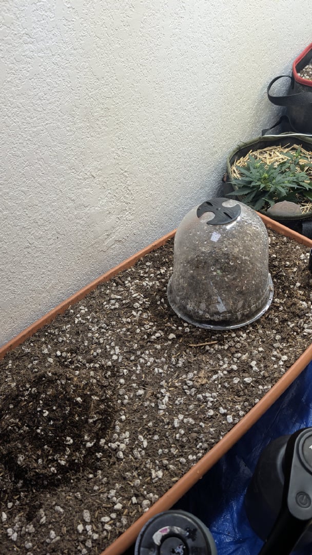 Summer Grow 