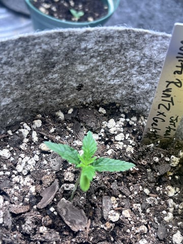 s1 Jokerz — vegetative, day 15