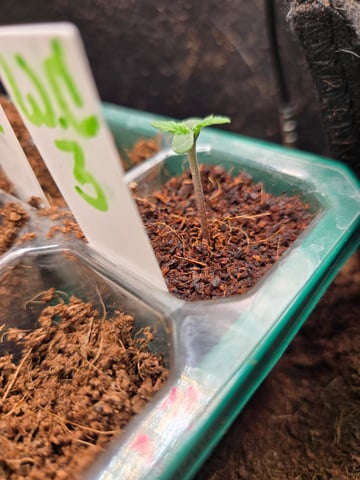 "Wedding Crasher"  Grow#2 — seedling_rooting, day 17