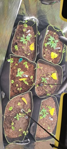 First Grow with the new setup  — vegetative, day 16