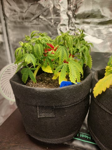 HE1E we GROW  — vegetative, day 58