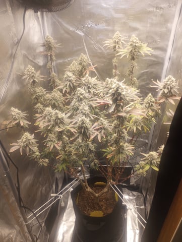 cheddar cheese  — flower, day 119
