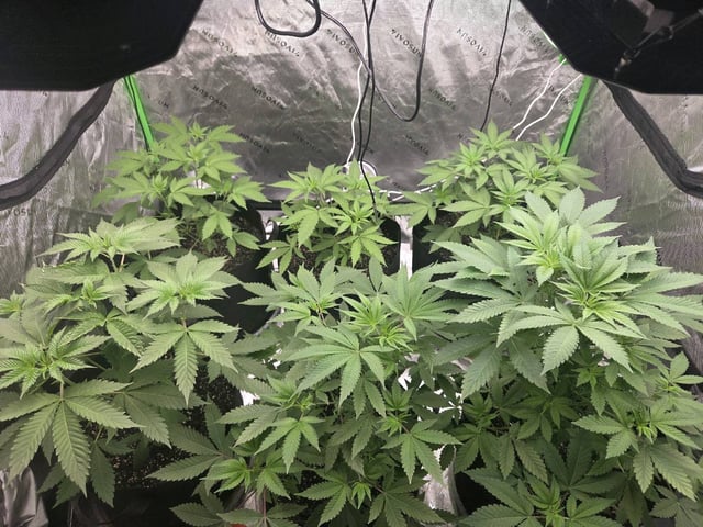 new bee's  — flower, day 121